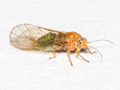Cacopsylla melanoneura